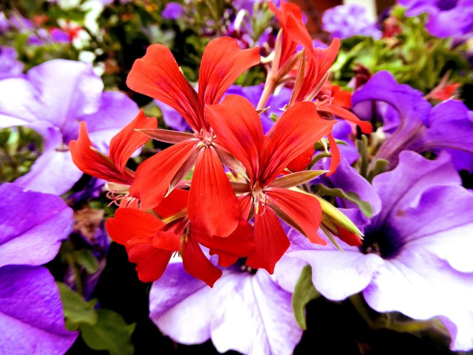 variety of geranium red floral