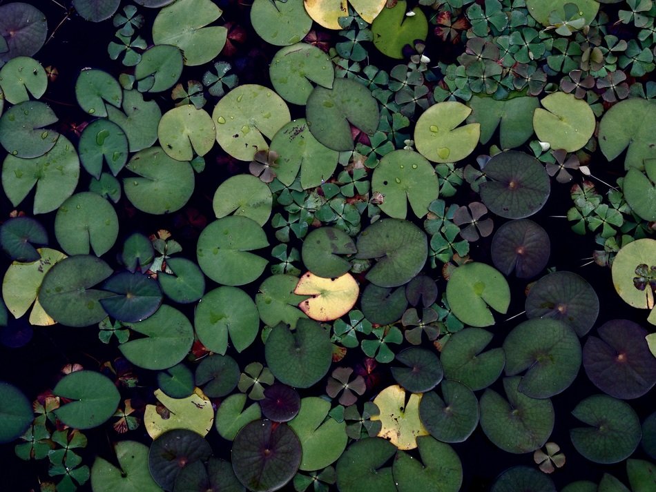 round green lily leaves in a pond top view