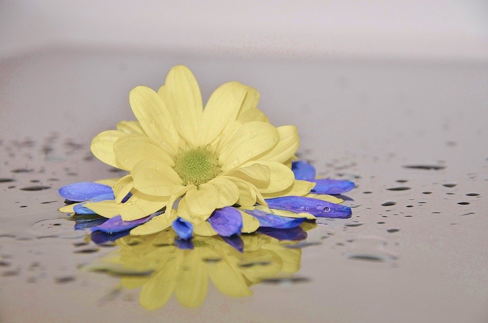 sun wing flower