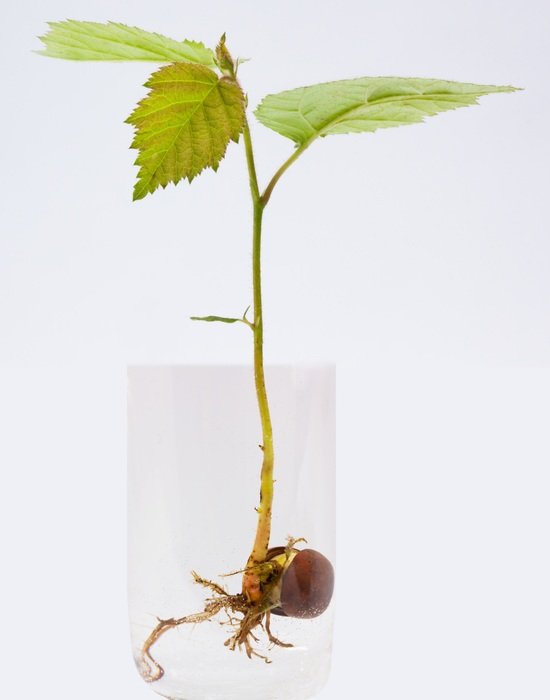 germ green leaves in glass