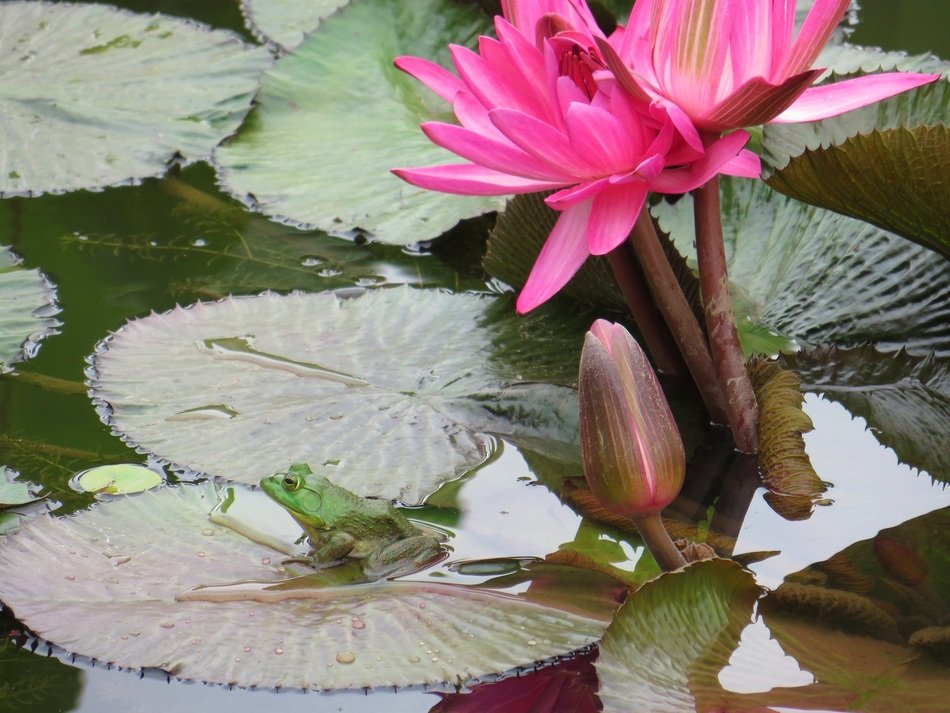 pink lily in the pond