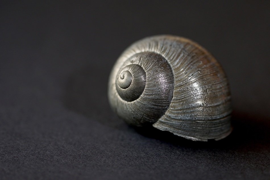 Grey snail shell at black background