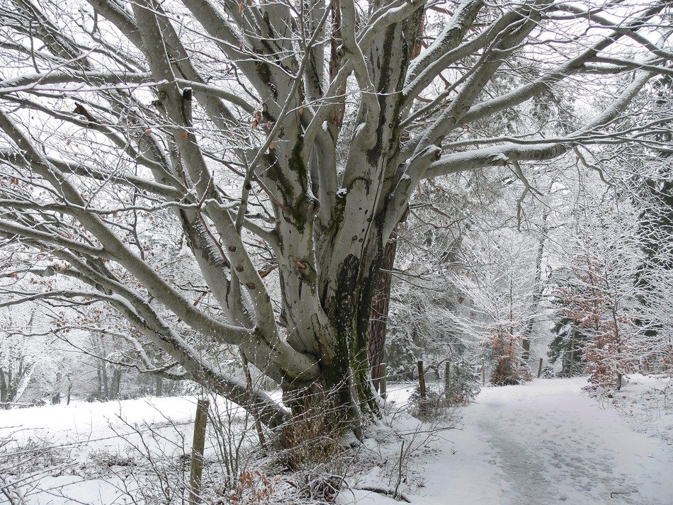 Beautiful landscape with the snowy trees in winter