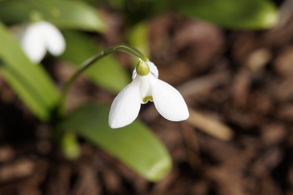 snowdrop spring blossom
