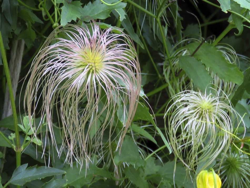golden clematis flower with long petals