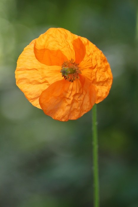 poppy flower islandmonhn