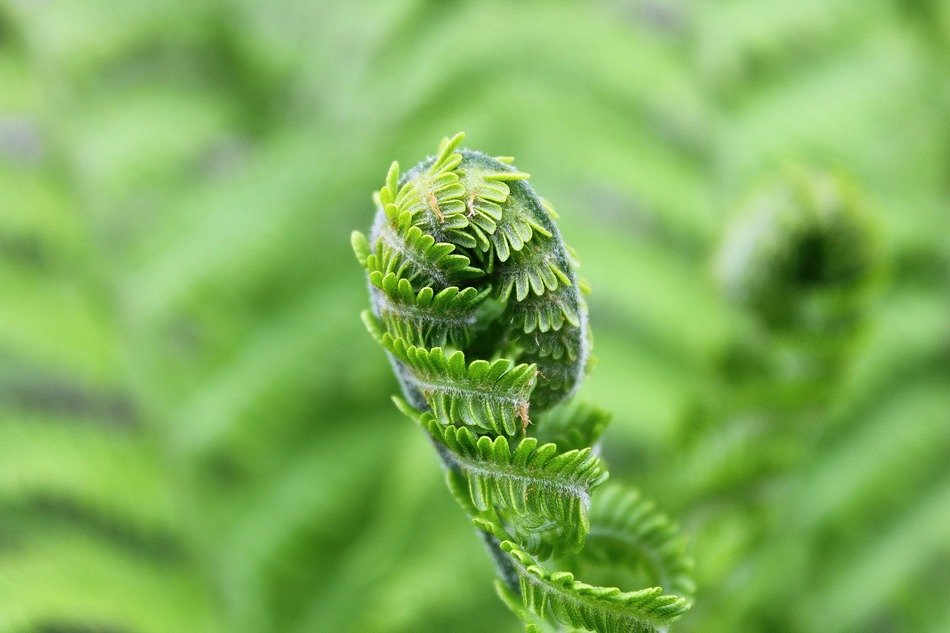 folded fern leaf