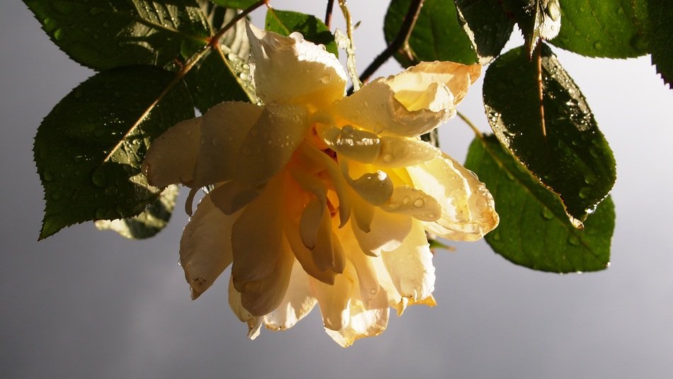 yellow tea rose in a garden