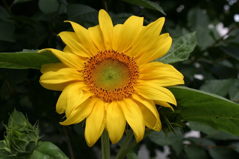 Beautiful sunflower with the yellow petals in summer