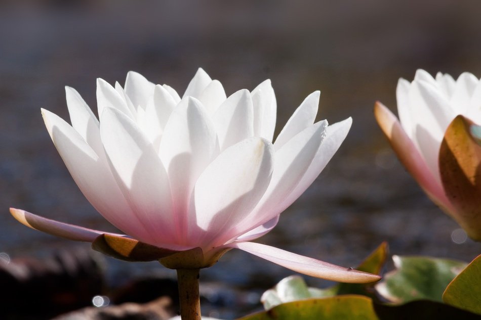Water lilies in the sunlight