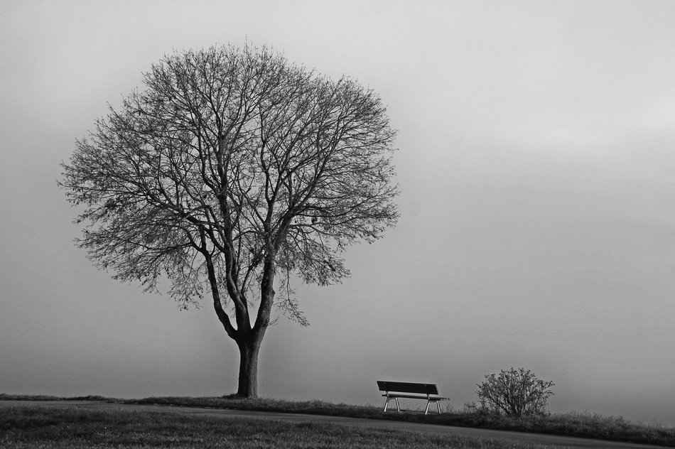 tree in the cold season