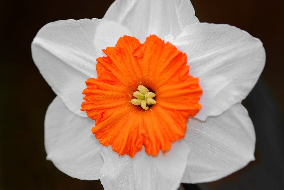 macro photo of white iris with orange core
