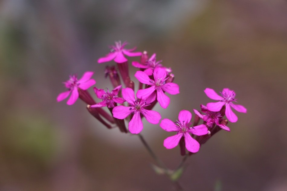 wild flower plant small