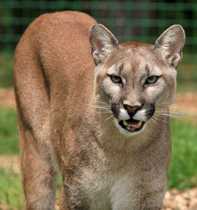 Puma in the meadow in the wild