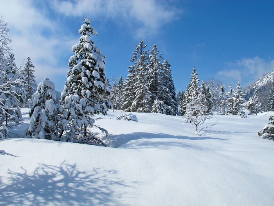 Forest in winter in the Allgäu