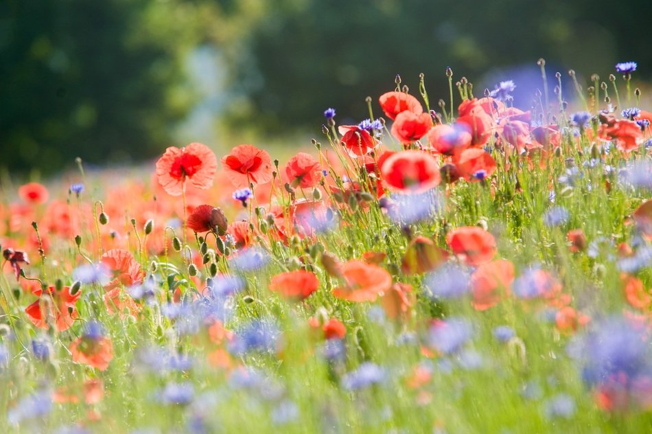 summer Landscape, amazing field of poppies