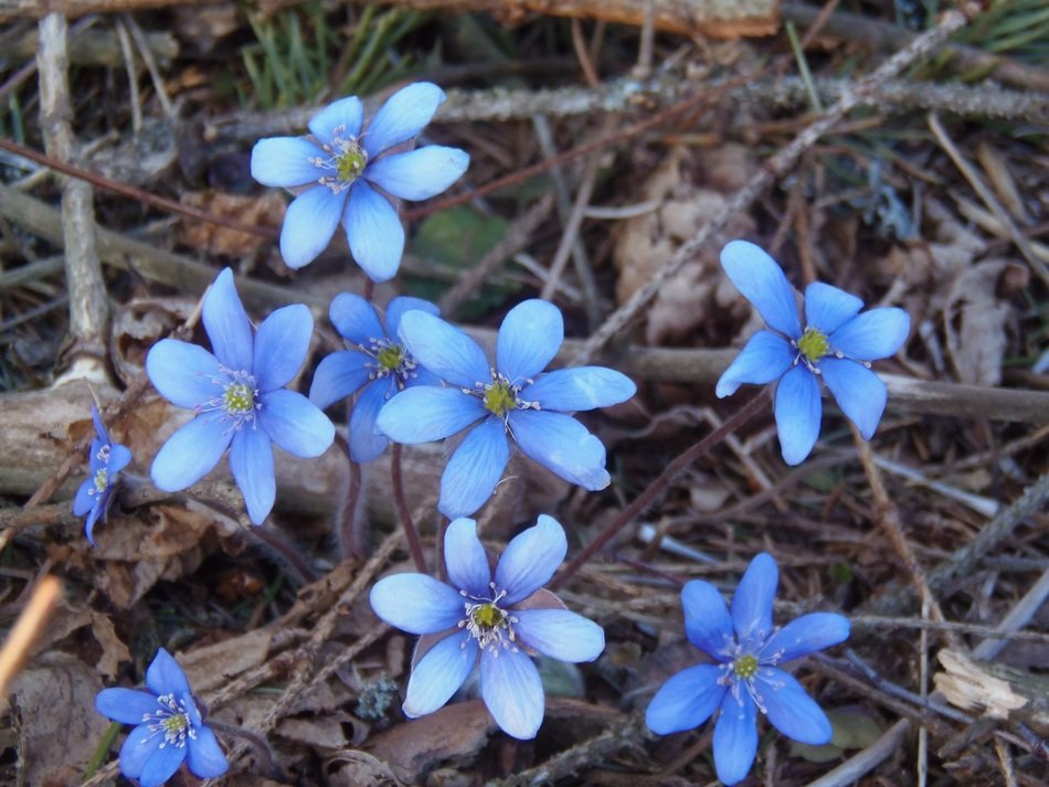 blue flowers liverwist
