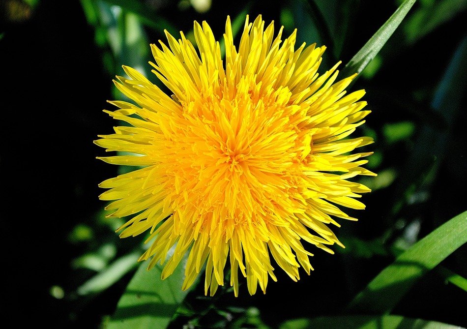 yellow fluffy dandelion close-up
