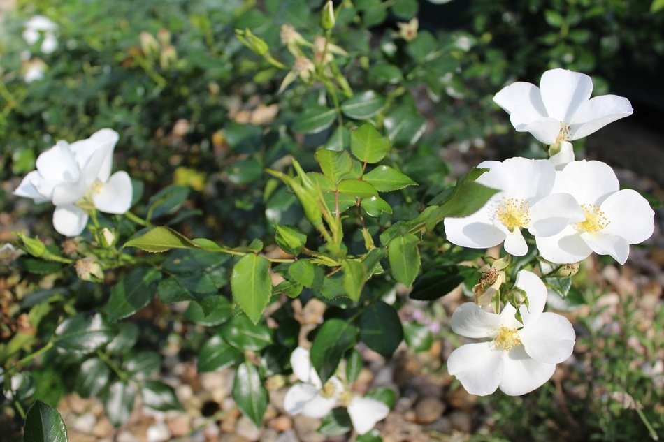 unbelievably beautiful white rose