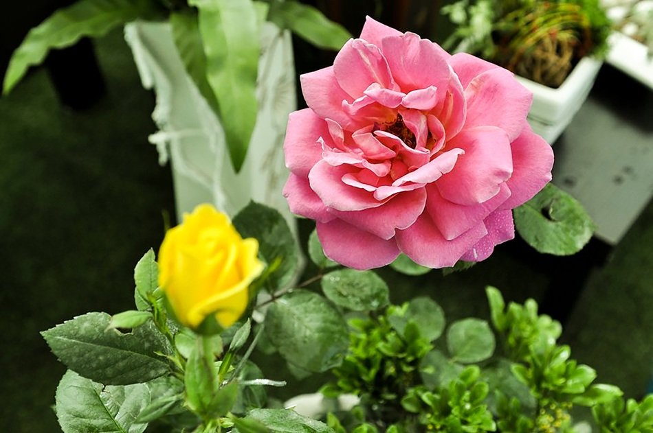 Beautiful colorful roses in the garden