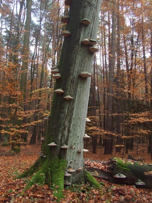 tree mushrooms on the trunks in the forest