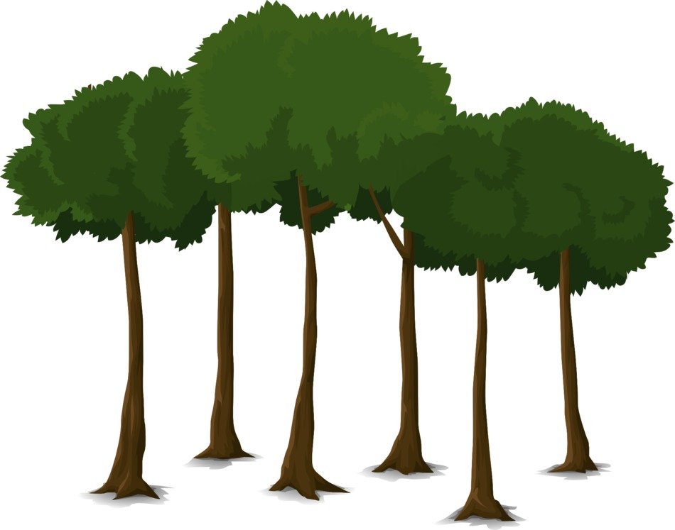 Drawing of trees with long thin trunks