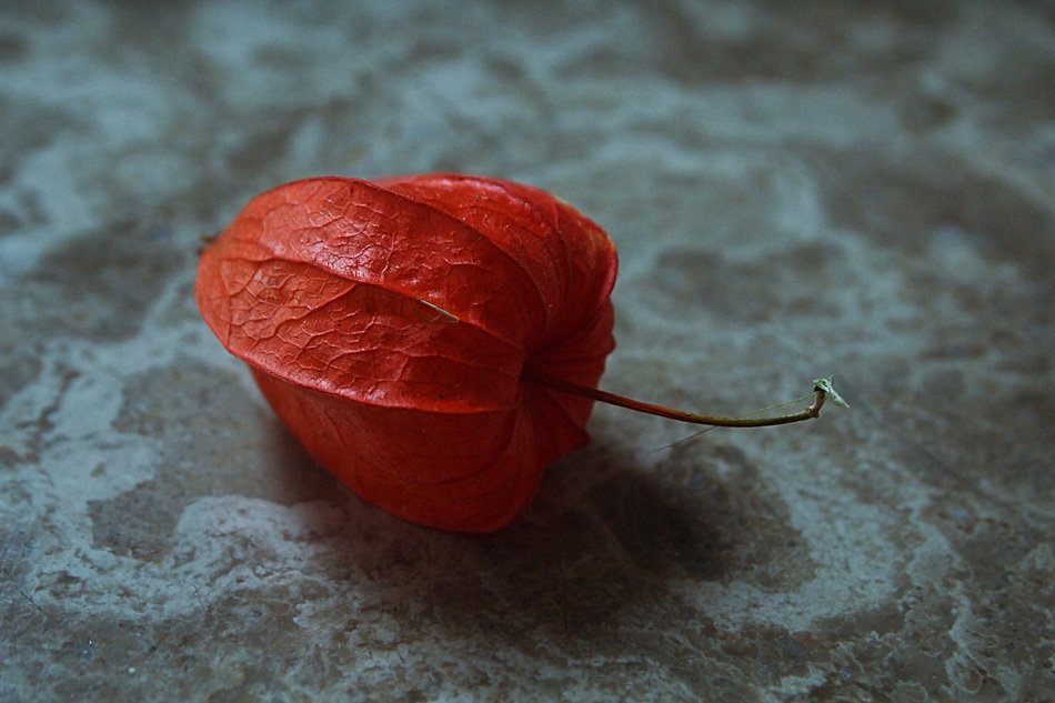 Red chinese lantern plant