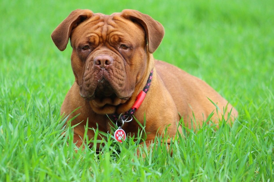 Moloss on the green grass