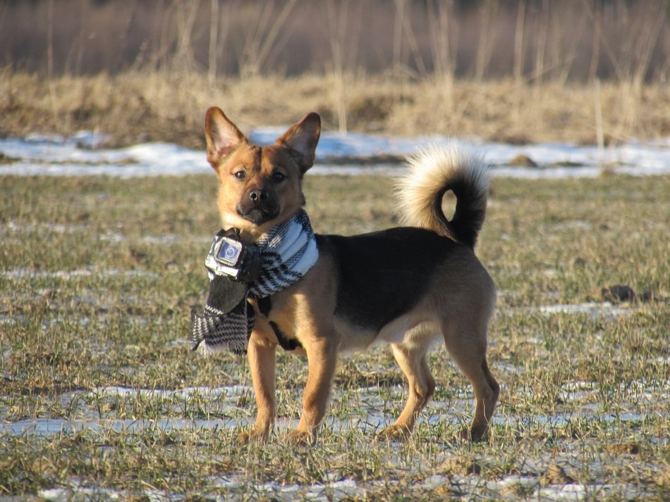 dog gopro nature cameradog