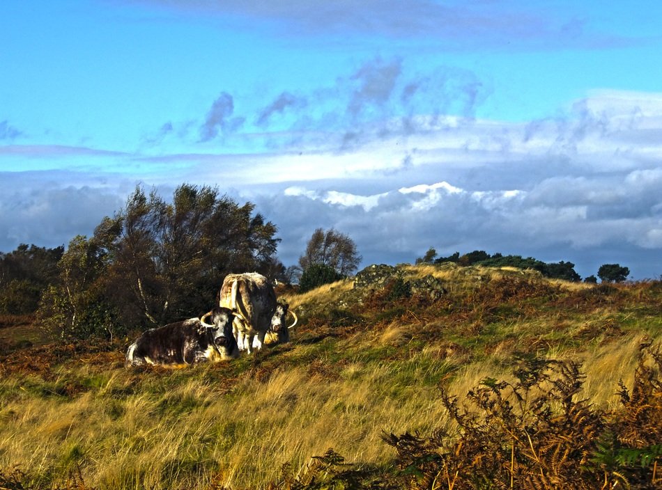 big horned in the mountains of england