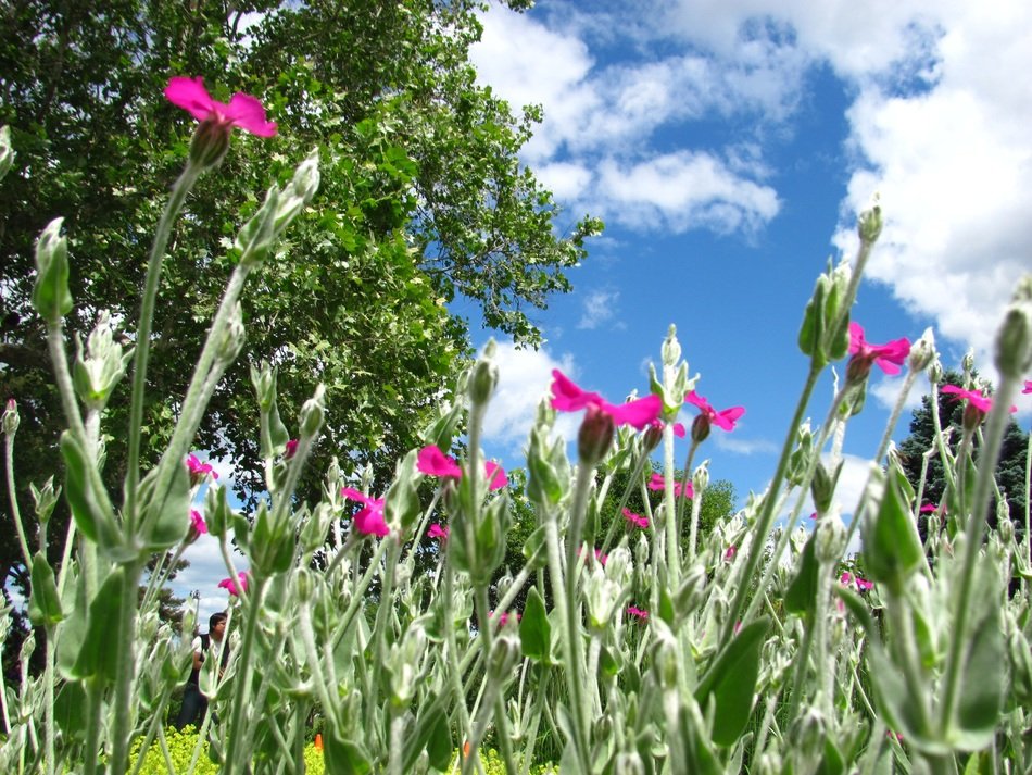 pink flowers on a summer field