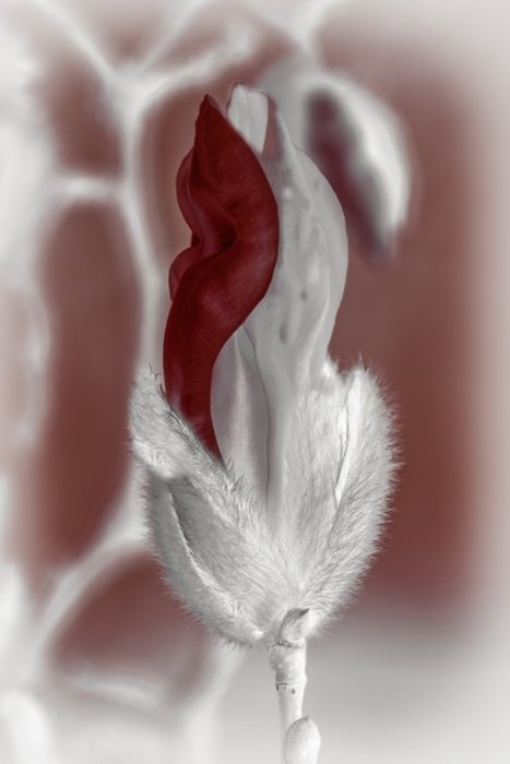 Macro photo of the white and red flower
