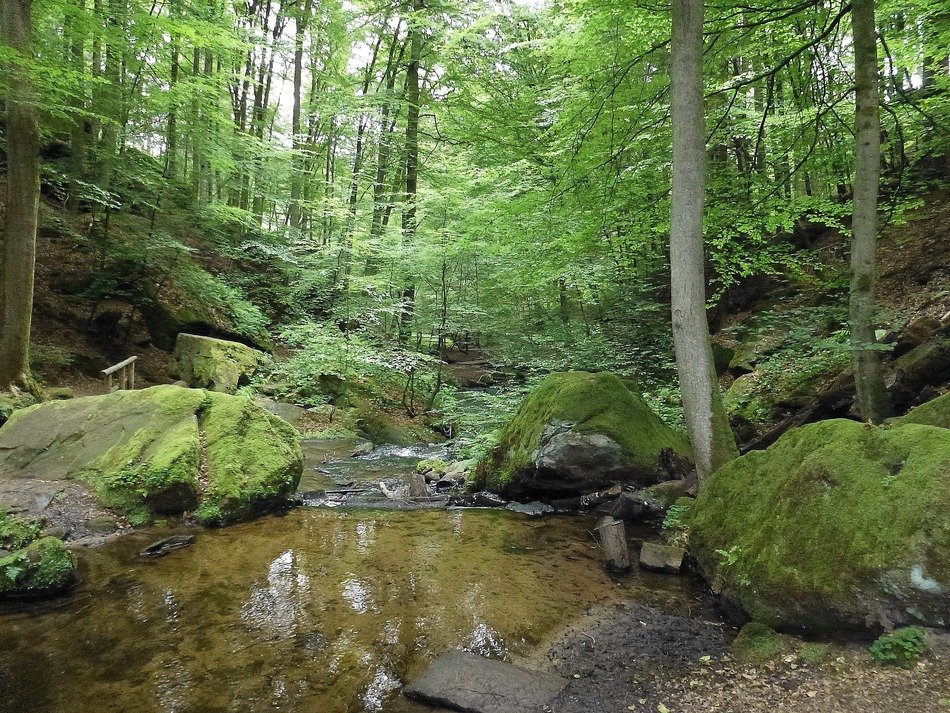 Forest in the Karlstal