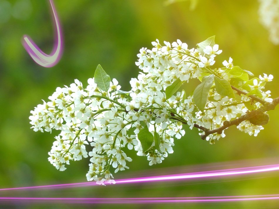 unbelievably beautiful grape blossom