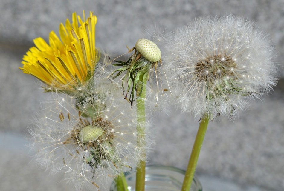 dandelion spring