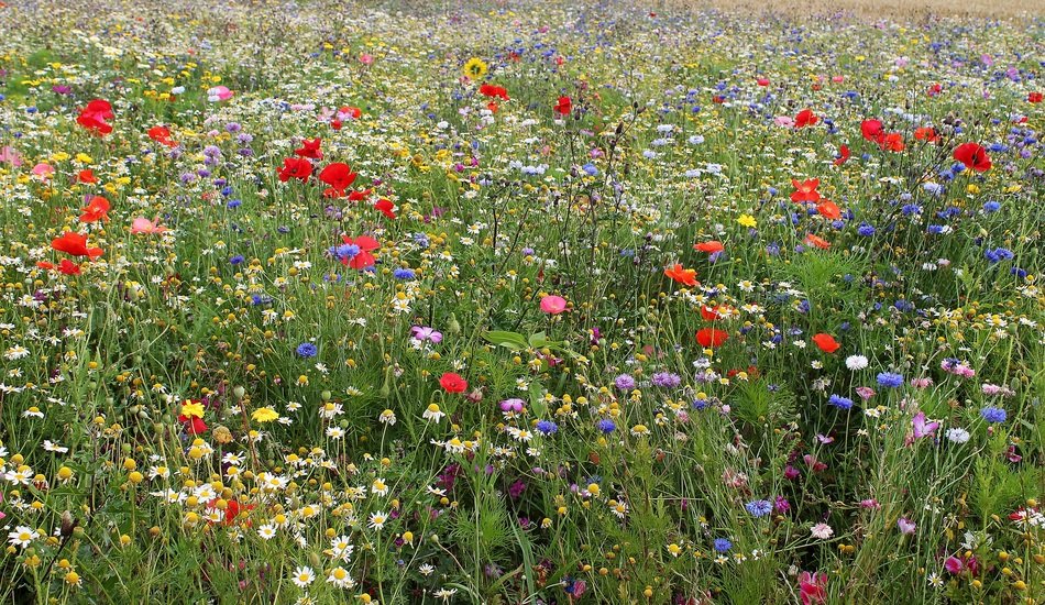 Beautiful colorful wild flowers in summer