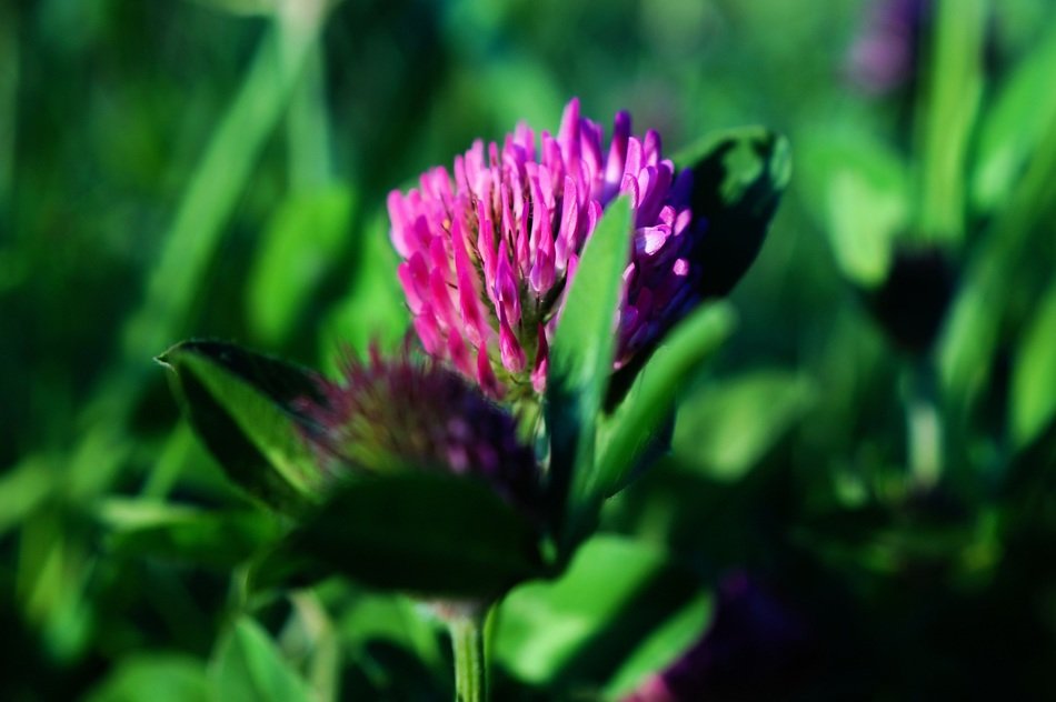 clover flower in spring on a blurred background