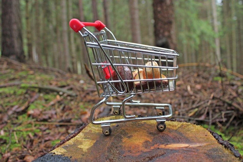 Mushrooms in the shopping cart in the forest