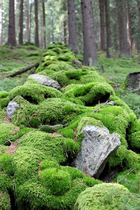 south bohemia stones moss ruins photo