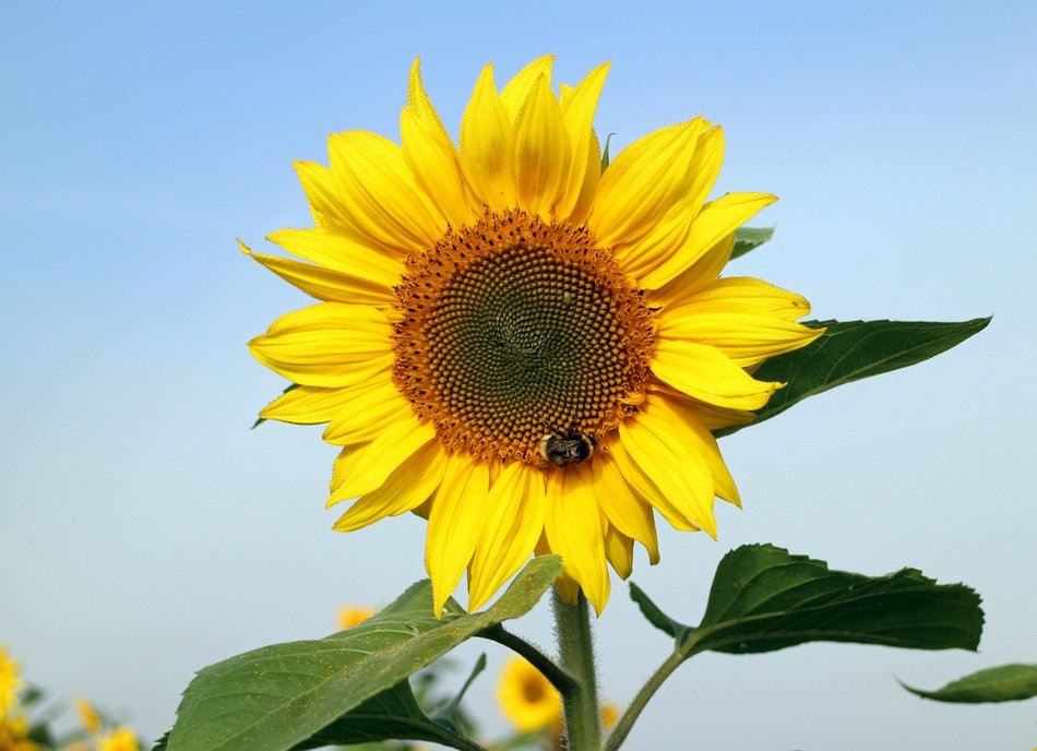 Insect on inflorescence of sunflower