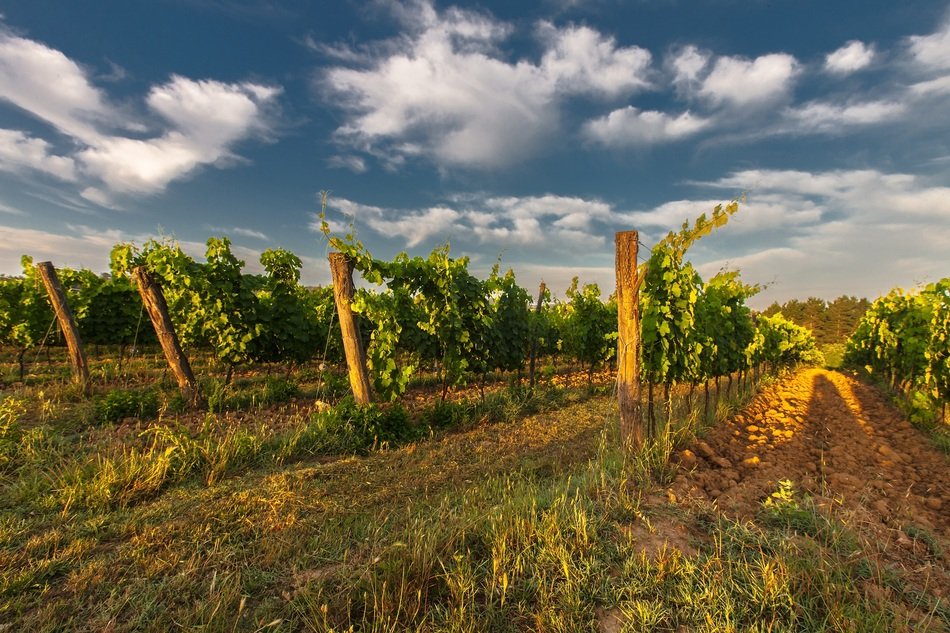 Landscape with the wine in Tuscany