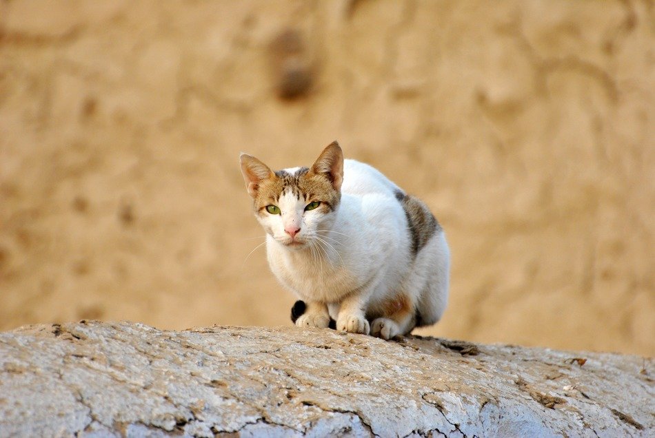 spotted cat on the wall in nature