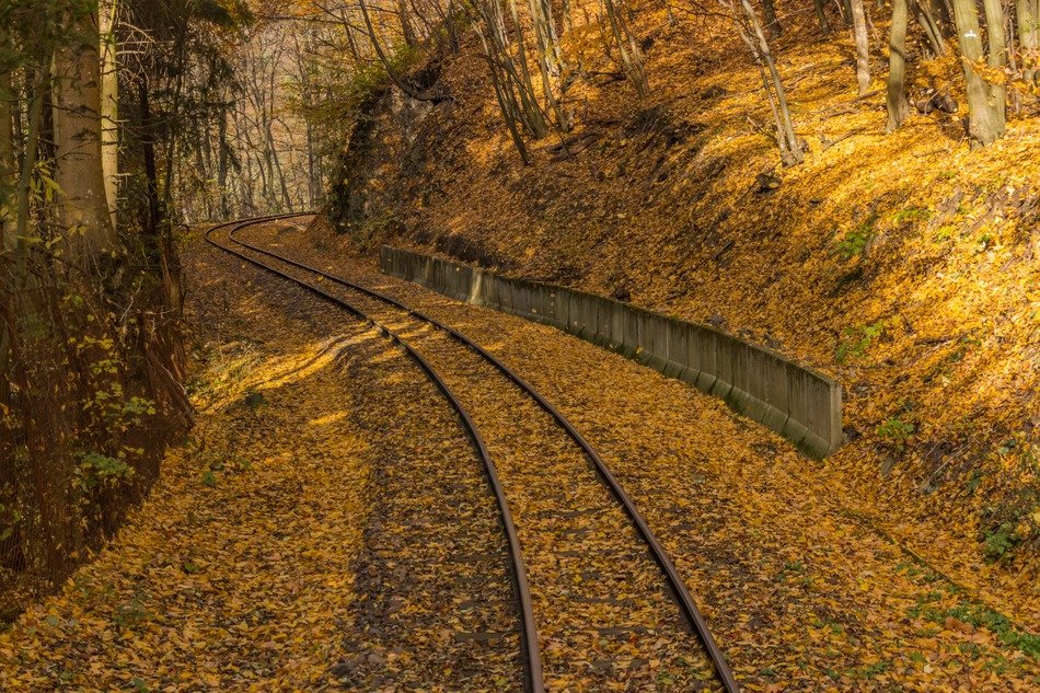 railroad covered by autumn leaves