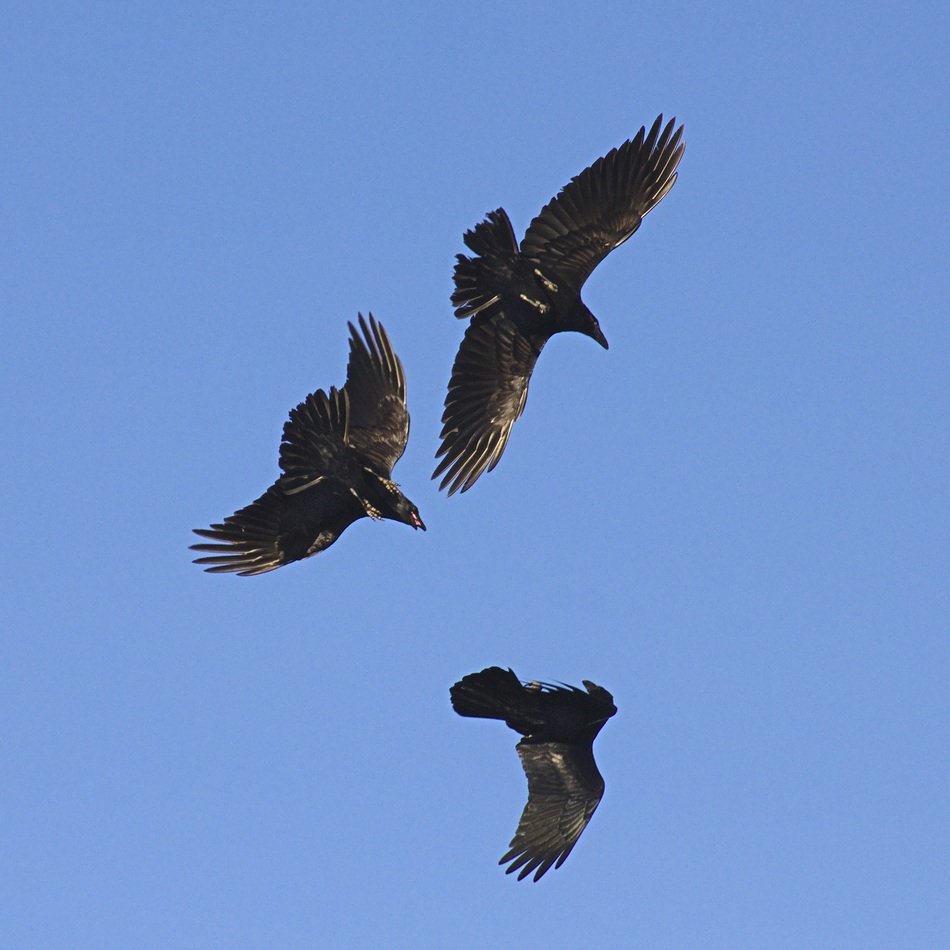 three raven birds at blue sky