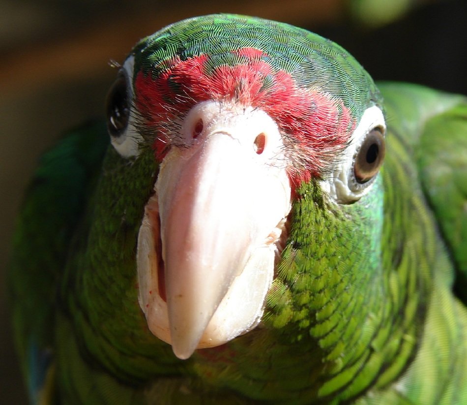 delightful puertorican parrot