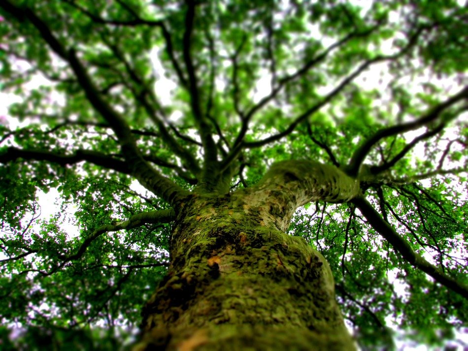Tree with moss on trunk in summer