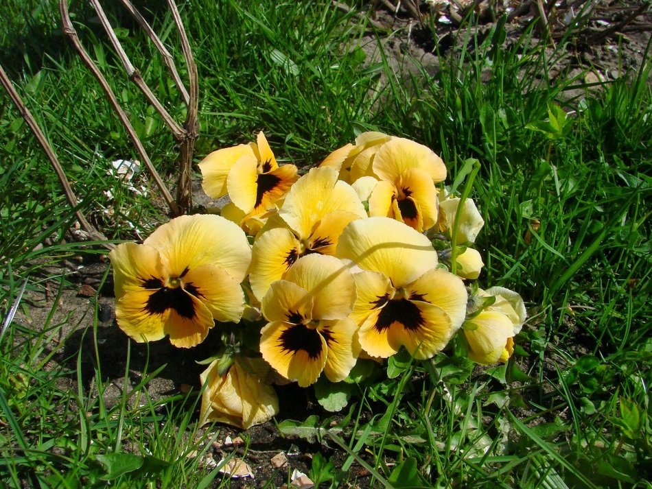 Yellow pensy flowers