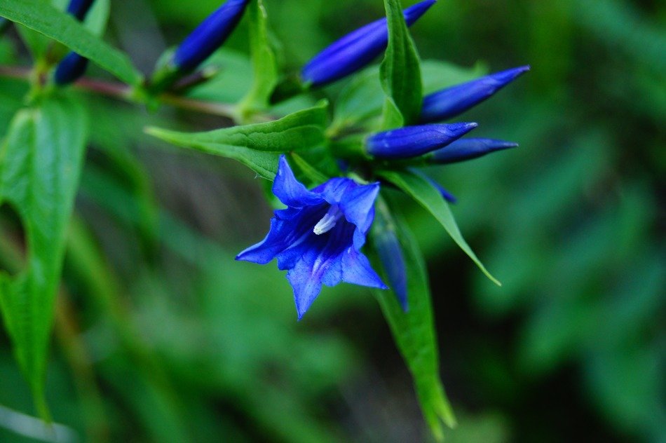 picture of the blue flowers