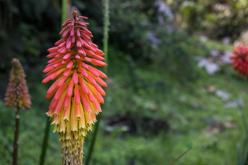 Fiery flower in the flora