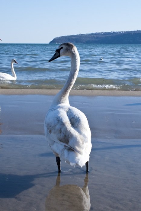 Picture of swans on a beach
